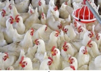 أسعار الدواجن والبيض في الأسواق اليوم الجمعة