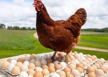 أسعار الدواجن والبيض في الأسواق اليوم الجمعة