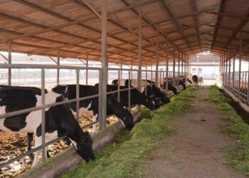 الزراعة تصدر (1109) ترخيصاً لكافة أنشطة ومشروعات الثروة الحيوانية والداجنة والعلفية