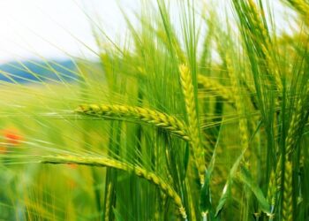 نصائح عاجلة من مركز المناخ لمزارعى القمح