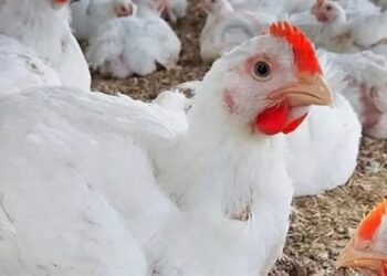 أسعار الدواجن والبيض في الأسواق اليوم السبت