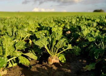 لجنة المبيدات تعتمد 19 مركبًا كيميائيًا لمكافحة الآفات فى بنجر السكر