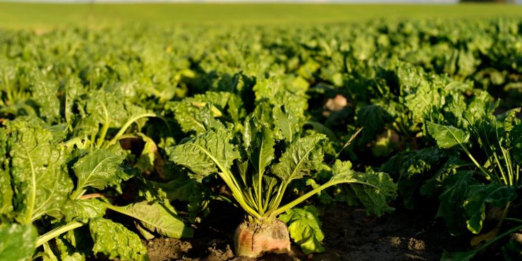 لجنة المبيدات تعتمد 19 مركبًا كيميائيًا لمكافحة الآفات فى بنجر السكر