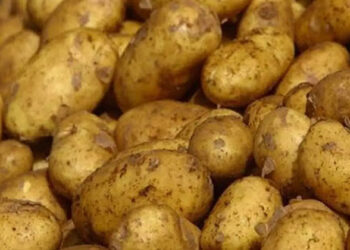 نقيب الفلاحين: البطاطس الزرقاء لها قيمة غذائيه اعلي من البطاطس الصفراء