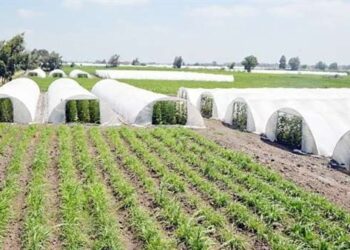 أستاذ اقتصاد زراعي: قطاع الزراعة شهد ثورة تشريعية منذ 2014