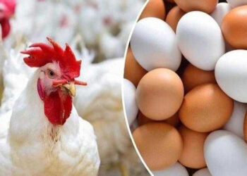 أسعار الدواجن والبيض في الأسواق اليوم الإثنين