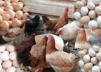 أسعار الدواجن والبيض في الأسواق اليوم الأحد