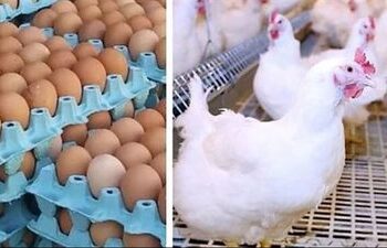 أسعار الدواجن والبيض في الأسواق.. اليوم السبت 11 يناير 2025