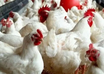 أسعار الدواجن والبيض في الأسواق اليوم الجمعة