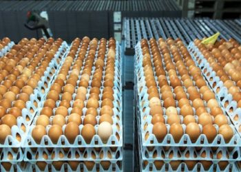 فتح باب استيراد كتاكيت التسمين وبيض المائدة لضبط الأسعار قبل رمضان