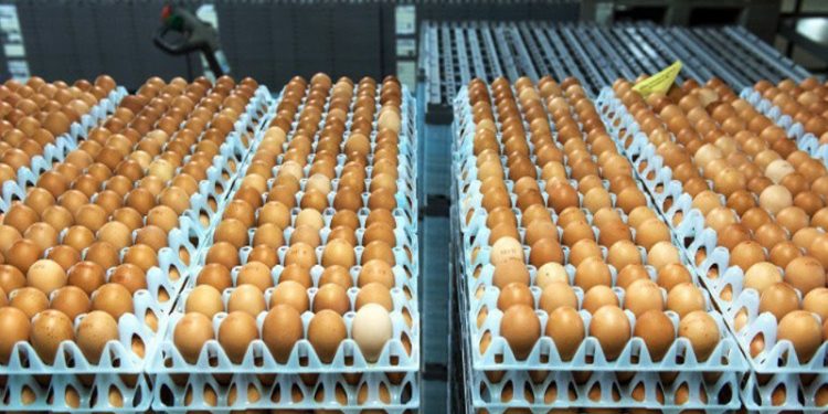 فتح باب استيراد كتاكيت التسمين وبيض المائدة لضبط الأسعار قبل رمضان