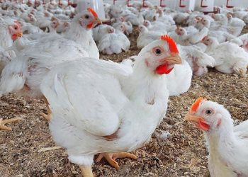 أسعار الدواجن والبيض في الأسواق اليوم الثلاثاء