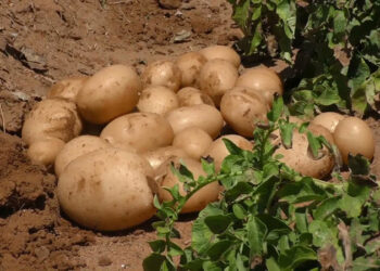لجنة المبيدات تعتمد مركبًا كيميائيًا لمكافحة الحفار على محصول البطاطس