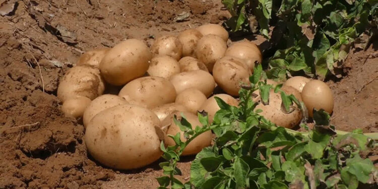 لجنة المبيدات تعتمد مركبًا كيميائيًا لمكافحة الحفار على محصول البطاطس