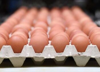 طرح كرتونة البيض البلدى بـ120 جنيها فى معرض محافظة الجيزة للسلع بالمنيب