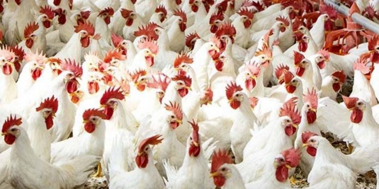 أسعار الدواجن والبيض في الأسواق اليوم السبت