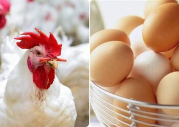أسعار الدواجن والبيض في الأسواق اليوم الثلاثاء