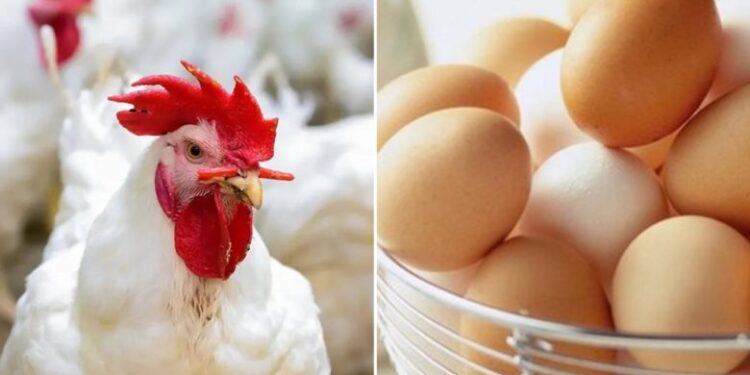 أسعار الدواجن والبيض في الأسواق اليوم الثلاثاء