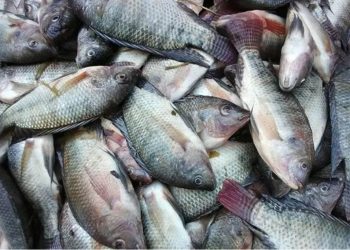 أسعار الأسماك في سوق العبور اليوم الأحد