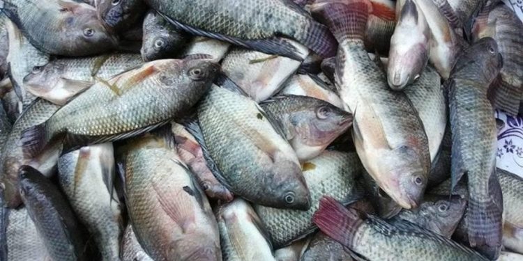 Image processed by CodeCarvings Piczard ### FREE Community Edition ### on 2024-08-04 09:45:05Z | | أسعار الأسماك في سوق العبور اليوم الأحد