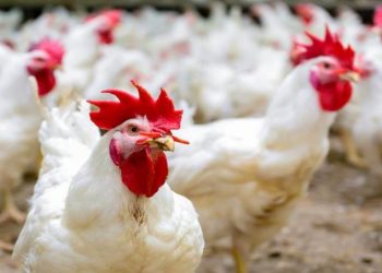 أسعار الدواجن والبيض في الأسواق اليوم الخميس