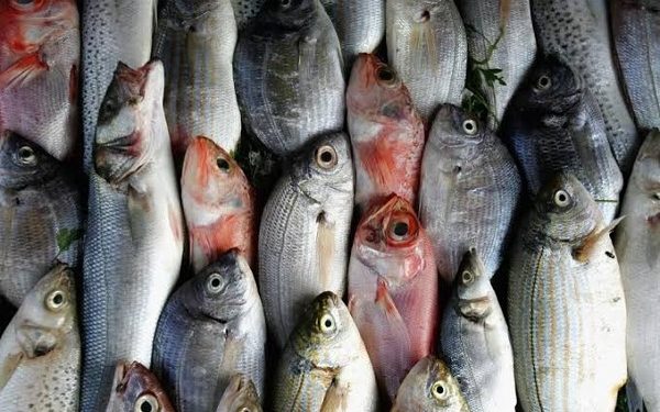 أسعار الأسماك في سوق العبور اليوم الأربعاء