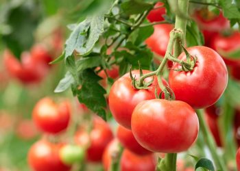 تعرف على كيفية مكافحة الحفار على محصول الطماطم