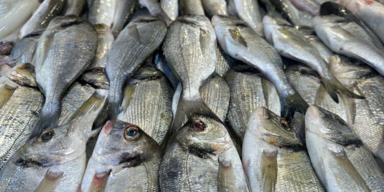 Image processed by CodeCarvings Piczard ### FREE Community Edition ### on 2024-11-07 08:18:59Z | | أسعار الأسماك في سوق العبور اليوم الخميس