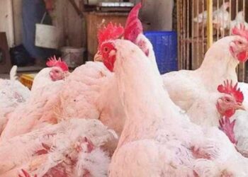 أسعار الدواجن والبيض في الأسواق اليوم الثلاثاء