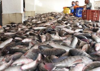 أسعار الأسماك في سوق العبور اليوم السبت