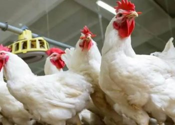 أسعار الدواجن والبيض في الأسواق اليوم الخميس