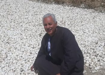 نقيب الفلاحين: تصدير الثوم المجفف يعظم القيمه المضافه بما يدعم الاقتصاد الوطني