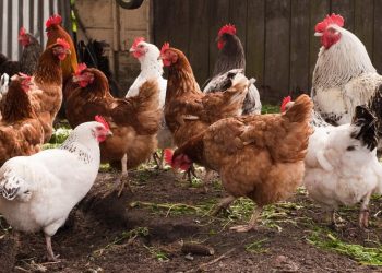 بكام النهاردة؟.. أسعار الفراخ في الأسواق اليوم 9 فبراير 2025