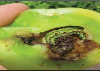 دودة اللوز الأمريكية أبرز الآفات الحشرية إصابة للطماطم.. اعرف كيفية مكافحتها