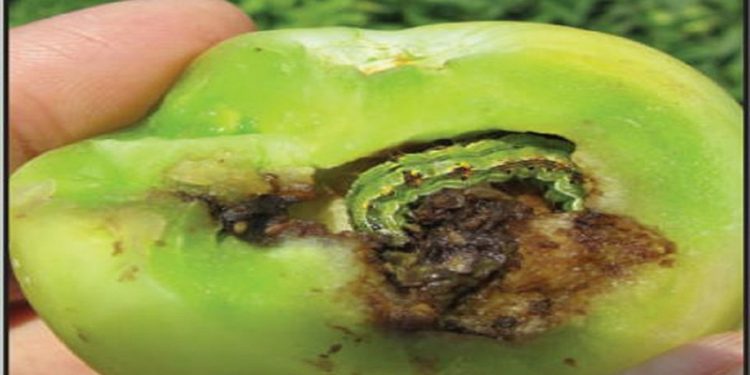 دودة اللوز الأمريكية أبرز الآفات الحشرية إصابة للطماطم.. اعرف كيفية مكافحتها