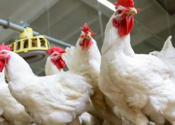 أسعار الدواجن والبيض في الأسواق اليوم السبت