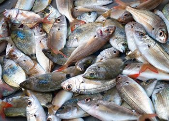 أسعار الأسماك في سوق العبور اليوم الأحد