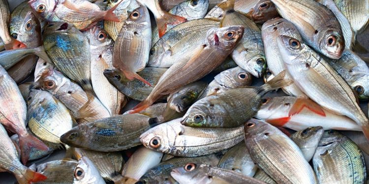 أسعار الأسماك في سوق العبور اليوم الأحد