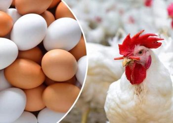 أسعار الدواجن والبيض في الأسواق اليوم الثلاثاء