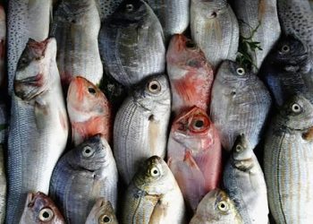 أسعار الأسماك في سوق العبور اليوم الثلاثاء