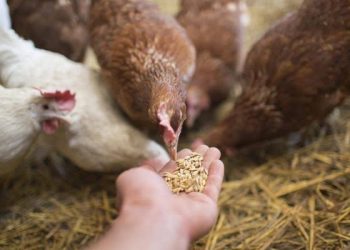 أسعار الأعلاف والخامات في الأسواق اليوم 9 فبراير 2025