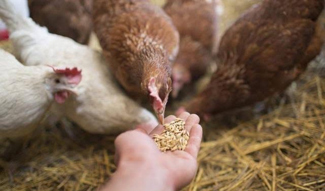 أسعار الأعلاف والخامات في الأسواق اليوم 9 فبراير 2025