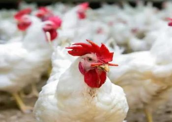 أسعار الدواجن والبيض في الأسواق اليوم الإثنين