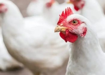 أسعار الدواجن والبيض في الأسواق اليوم السبت