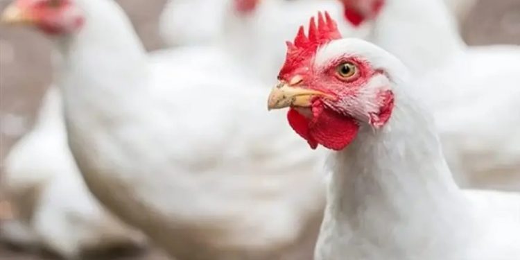 أسعار الدواجن والبيض في الأسواق اليوم السبت