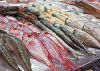 أسعار الأسماك في سوق العبور اليوم الأربعاء