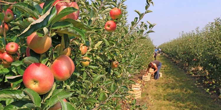 توصيات عاجلة من الزراعة لمزارعى التفاح خلال شهر فبراير.. تعرف عليها