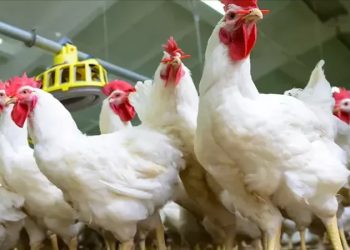 أسعار الدواجن والبيض في الأسواق اليوم الإثنين