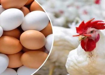 أسعار الدواجن والبيض في الأسواق اليوم الأحد