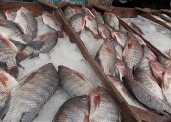 أسعار الأسماك في سوق العبور اليوم الثلاثاء